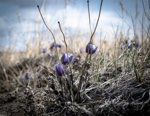 Crocus   Hi Res   LTR